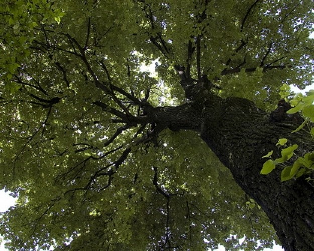 All'ombra del tiglio per dimenticare ansia e stress