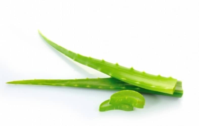 Aloe: una pianta dai mille pregi