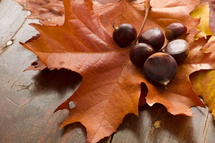 Autunno, castagne e capelli. Per ridare vita alla chioma