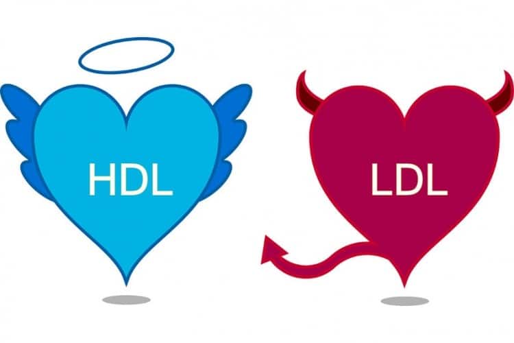 Colesterolo HDL e LDL: i valori giusti per la prevenzione