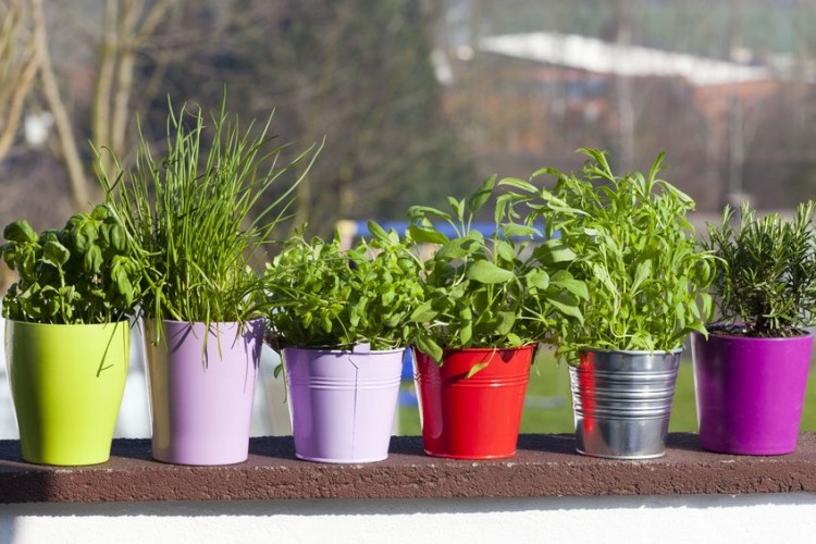 Erbe aromatiche sul balcone: per fare il pieno di salute e limitare l'uso di sale