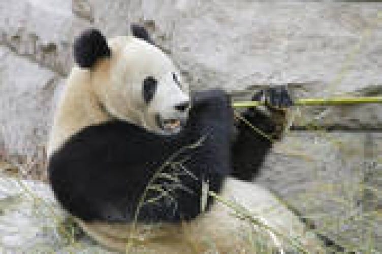 I cuccioli di Panda come manuale di sopravvivenza