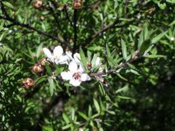 L'olio essenziale di melaleuca può avere effetti collaterali?