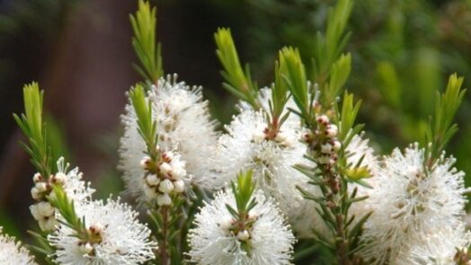 https://www.eurosalus.com/wp-content/uploads/2023/10/Le-mille-e-piu-qualita-dell-olio-essenziale-di-Melaleuca-alternifolia_articleimage-4-524x295.jpg