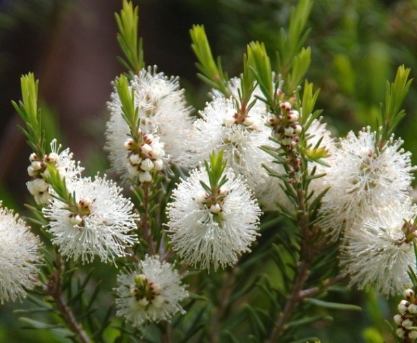 Le mille e più qualità dell'olio essenziale di Melaleuca alternifolia