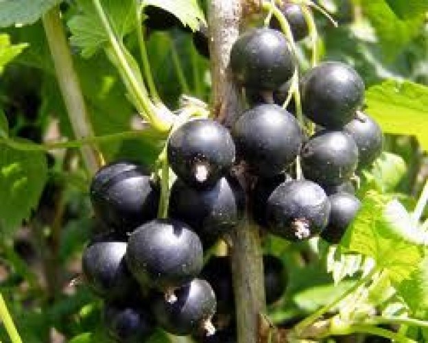 Quali sono i dosaggi dell'olio di Ribes nero?