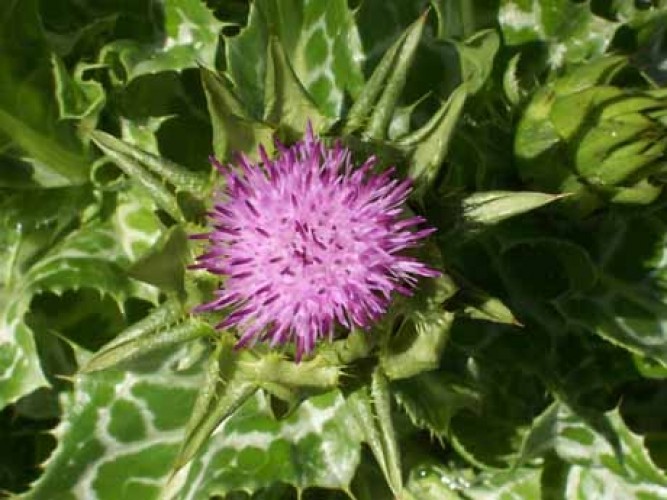 Silybum marianum, una pianta per il fegato